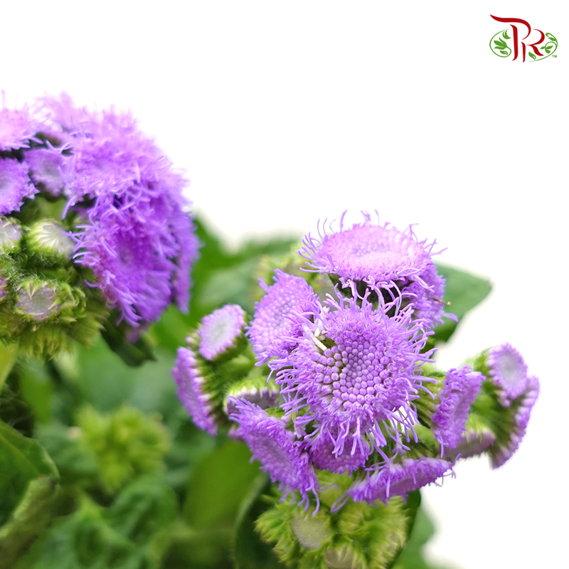 Ageratum- Purple (Per Bunch) - Pudu Ria Florist