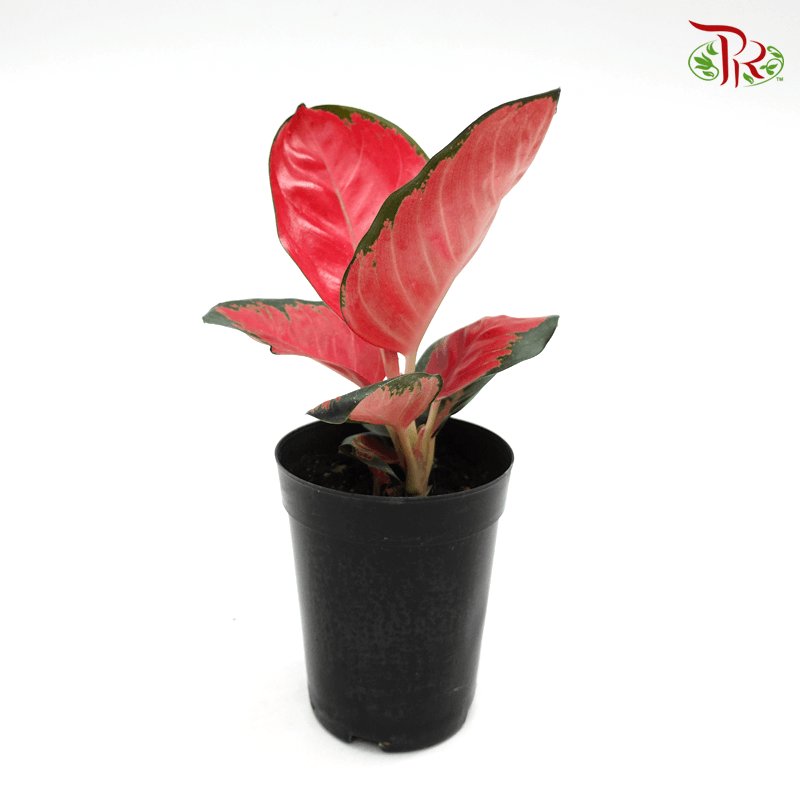 Aglaonema Earthen Red 《粗肋草》-Pudu Ria Florist-prflorist.com.my