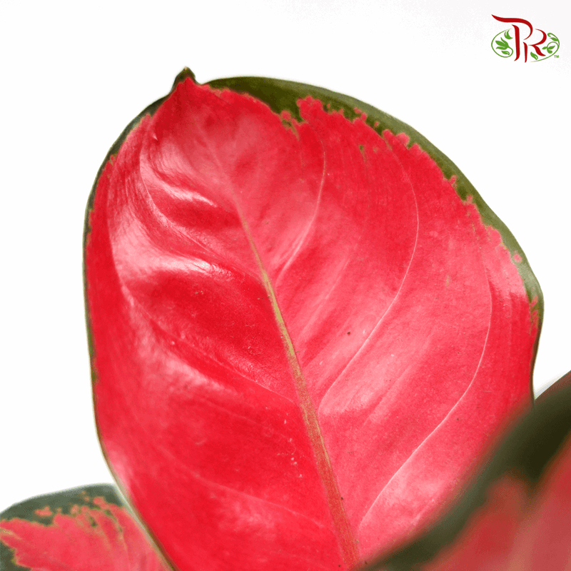 Aglaonema Earthen Red 《粗肋草》-Pudu Ria Florist-prflorist.com.my