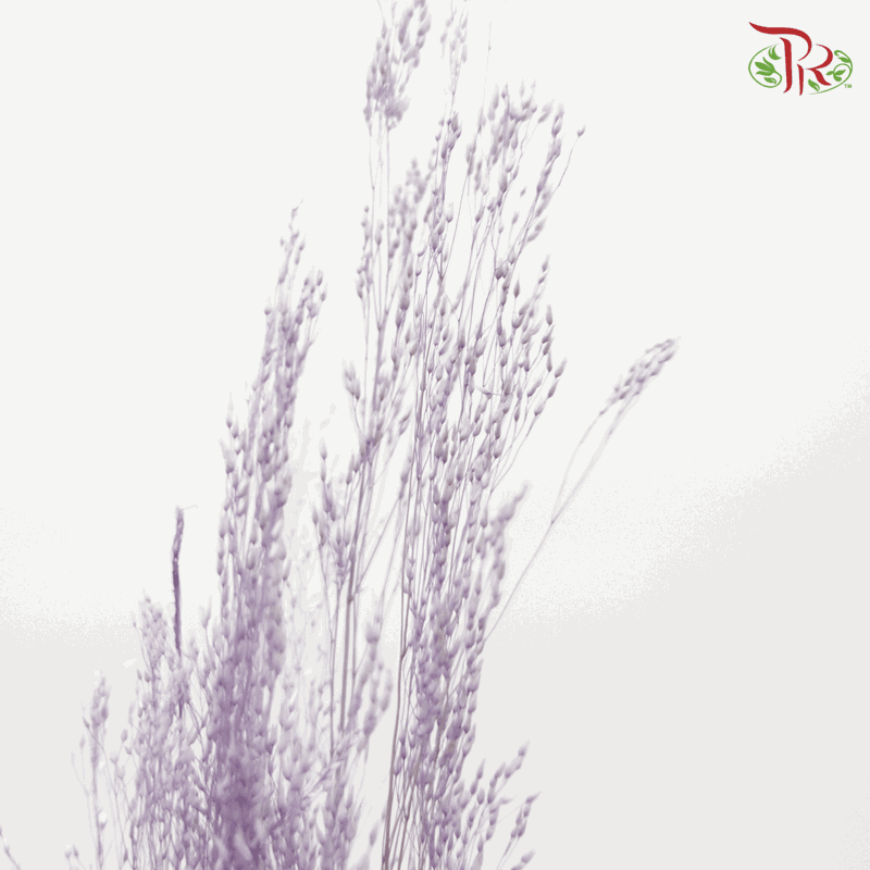 Agrotis Preservative ( 10g ) - ( 0283-3-441 )-Purple-Japan-prflorist.com.my