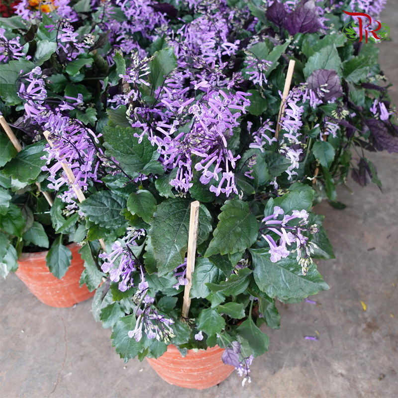 Ajuga Purple Pot Big - Pudu Ria Florist
