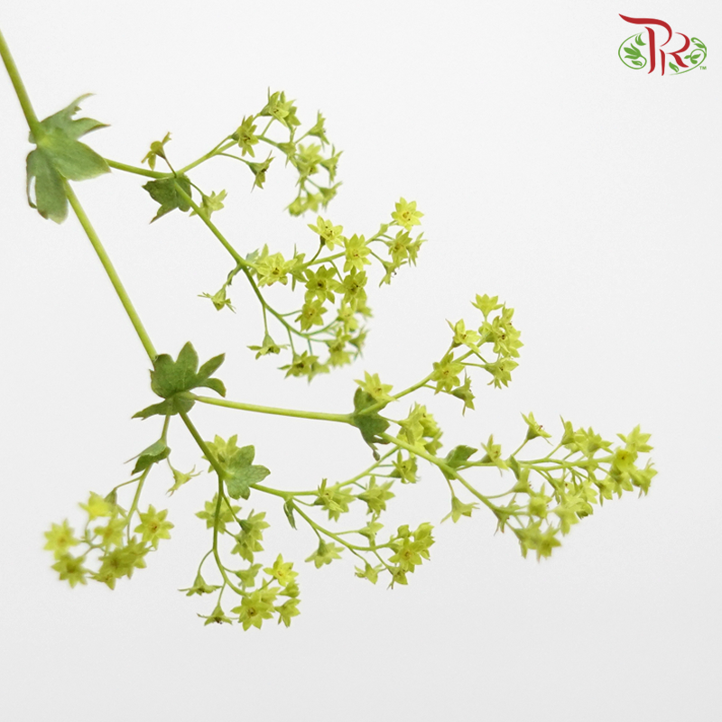 Alchimella (10 Stems)-Netherland-prflorist.com.my