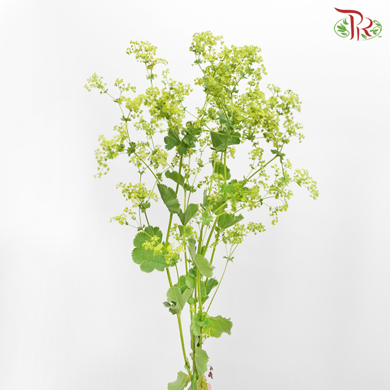 Alchimella (10 Stems)-Netherland-prflorist.com.my