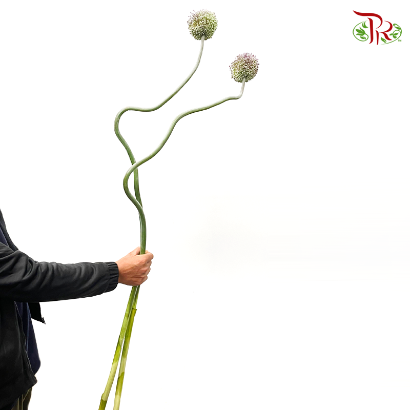 Allium《大花葱》