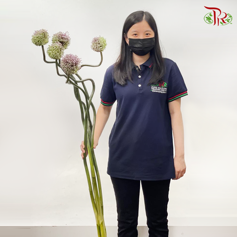 Allium《大花葱》