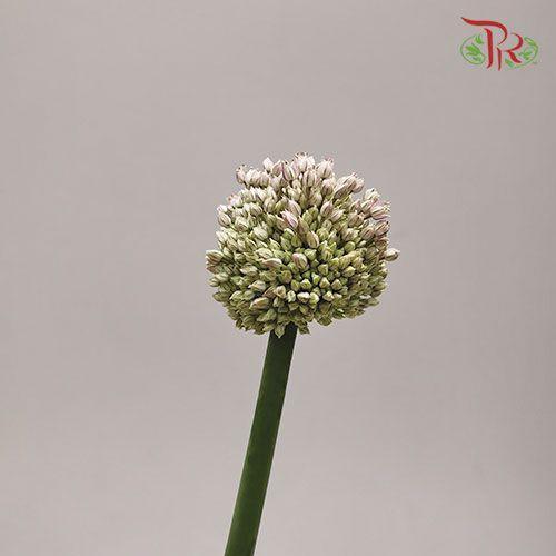 Allium - (5 Stems)-Green-China-prflorist.com.my