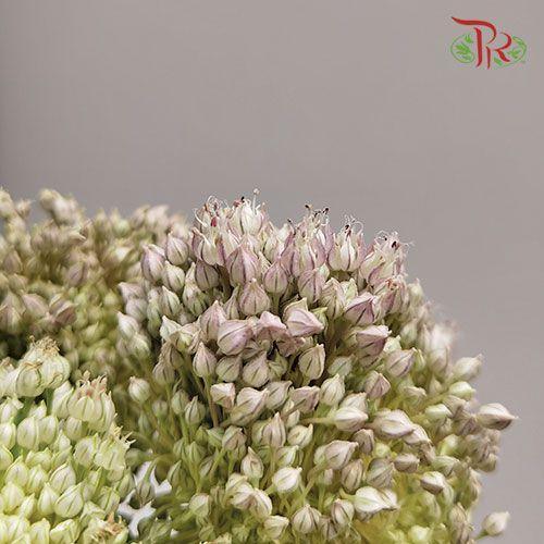 Allium - (5 Stems)-Green-China-prflorist.com.my