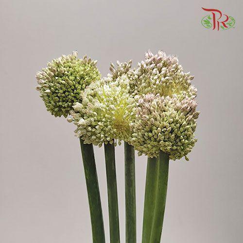Allium - (5 Stems)-Green-China-prflorist.com.my