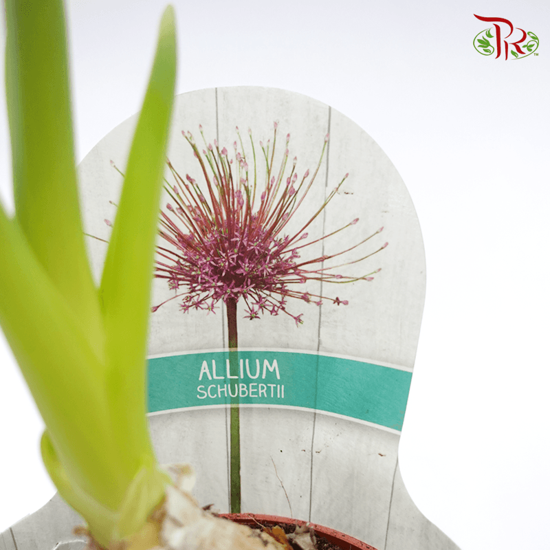 Allium 《大花葱》-Schubertii-Pudu Ria Florist-prflorist.com.my