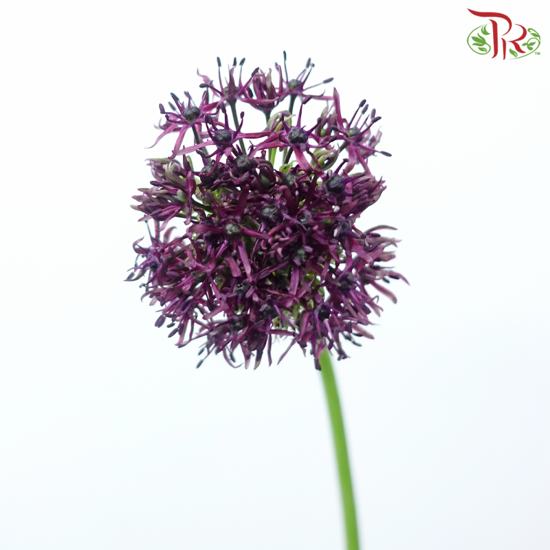 Allium Atropurpureum (10 Stems)-Netherland-prflorist.com.my