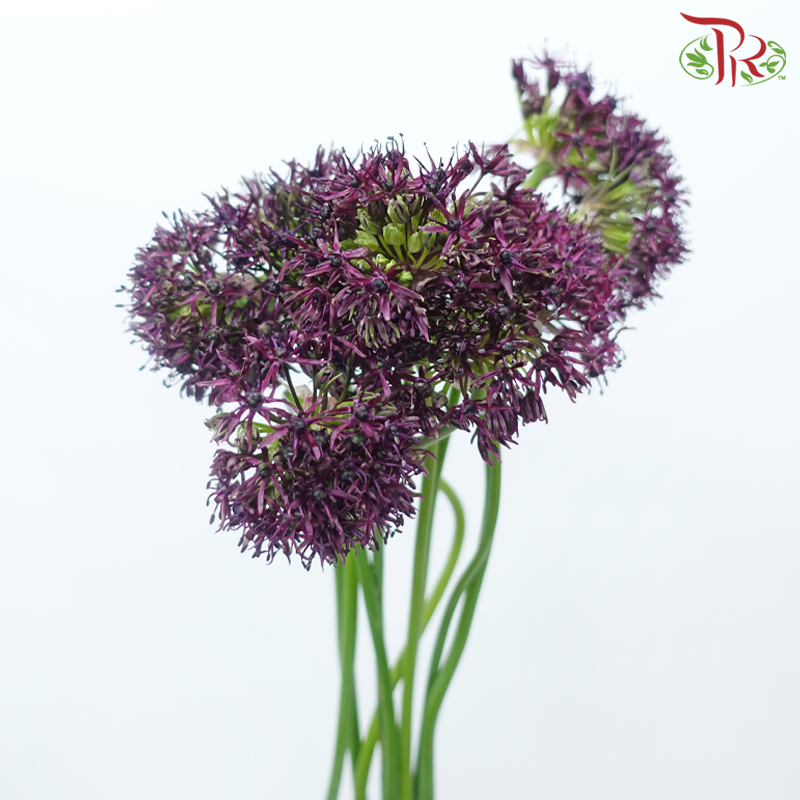 Allium Atropurpureum (10 Stems)-Netherland-prflorist.com.my