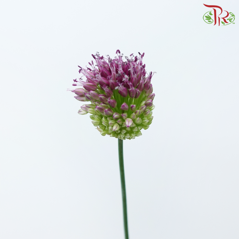 Allium Bullet - (10 Stems)-China-prflorist.com.my