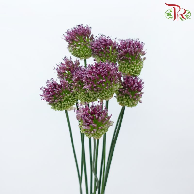 Allium Bullet - (10 Stems)-China-prflorist.com.my