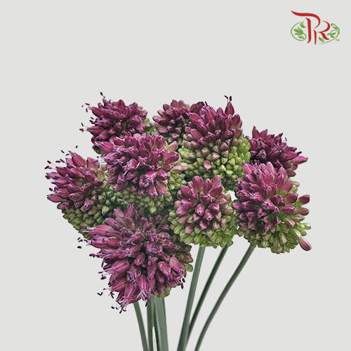 Allium Bullet - Purple (5 Stems)-Purple-Japan-prflorist.com.my