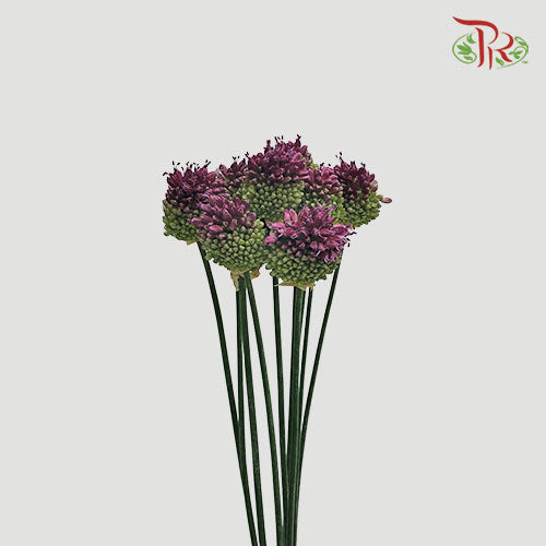 Allium Bullet - Purple (5 Stems)-Purple-Japan-prflorist.com.my