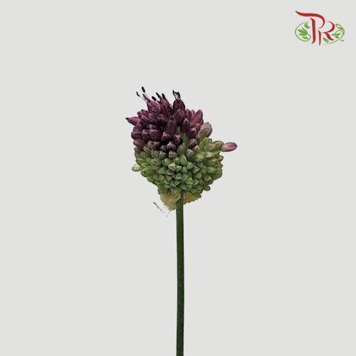 Allium Bullet - Purple (5 Stems)-Purple-Netherland-prflorist.com.my