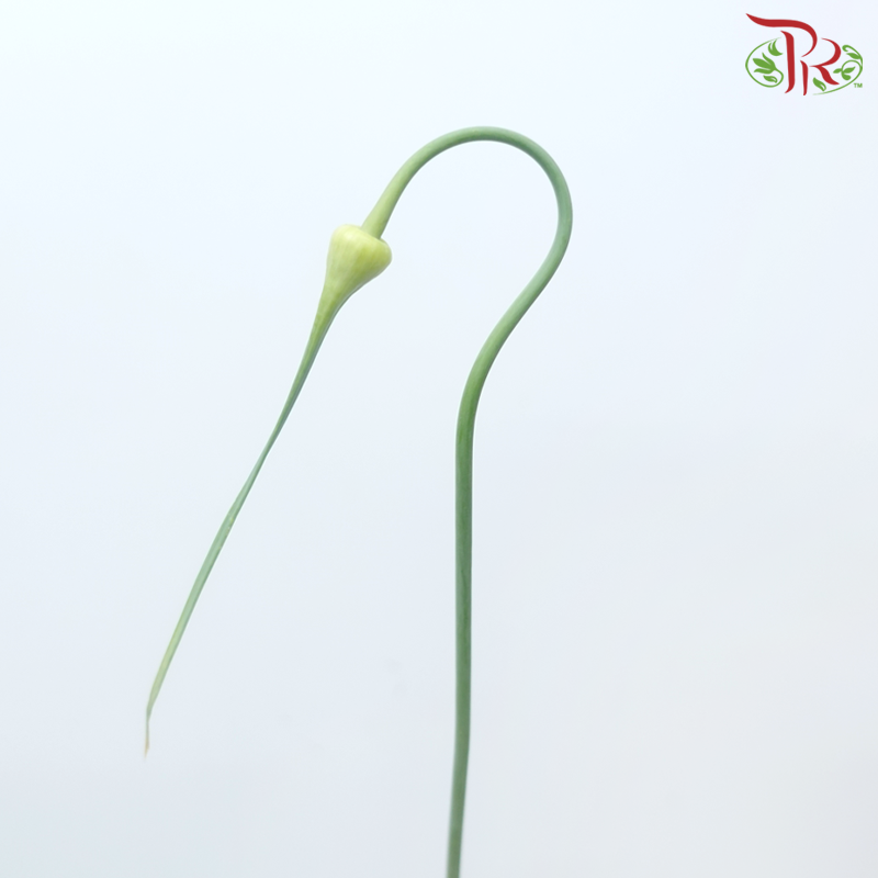 Allium Curry Garlic (5 Stems)-Netherland-prflorist.com.my