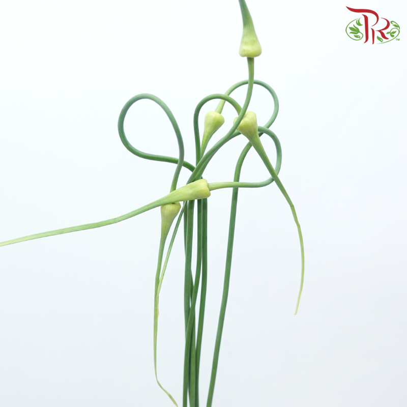 Allium Curry Garlic (5 Stems)-Netherland-prflorist.com.my