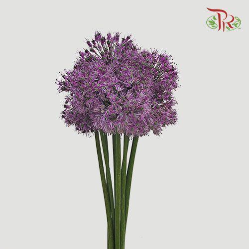 Allium Gladiator - (5 Stems)-Purple-Netherland-prflorist.com.my
