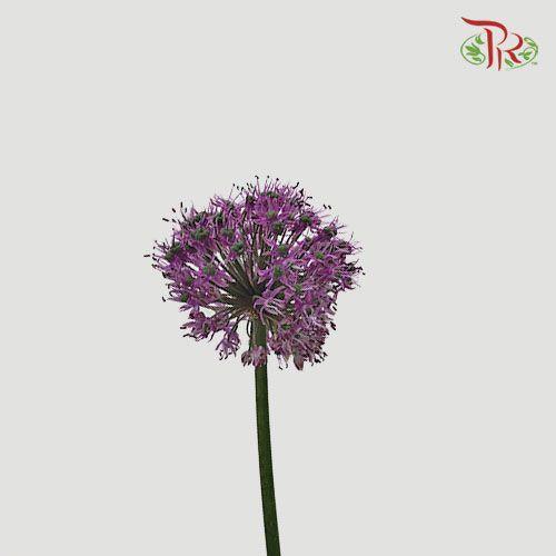 Allium Gladiator - (5 Stems)-Purple-Netherland-prflorist.com.my