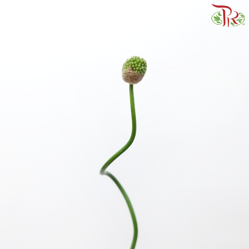 Allium Green Berry (5 Stems)-Japan-prflorist.com.my