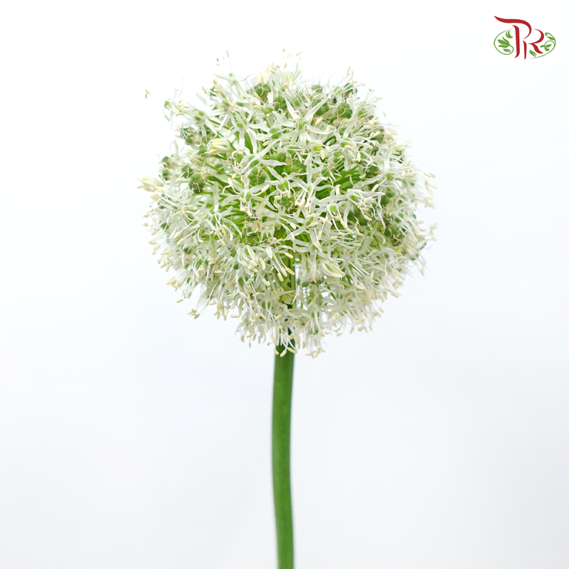 Allium Mount Everest (2 Stems)-Netherland-prflorist.com.my