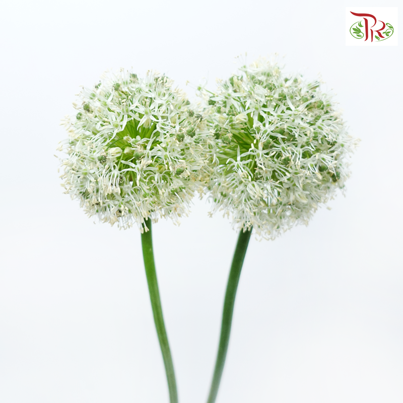 Allium Mount Everest (2 Stems)-Netherland-prflorist.com.my