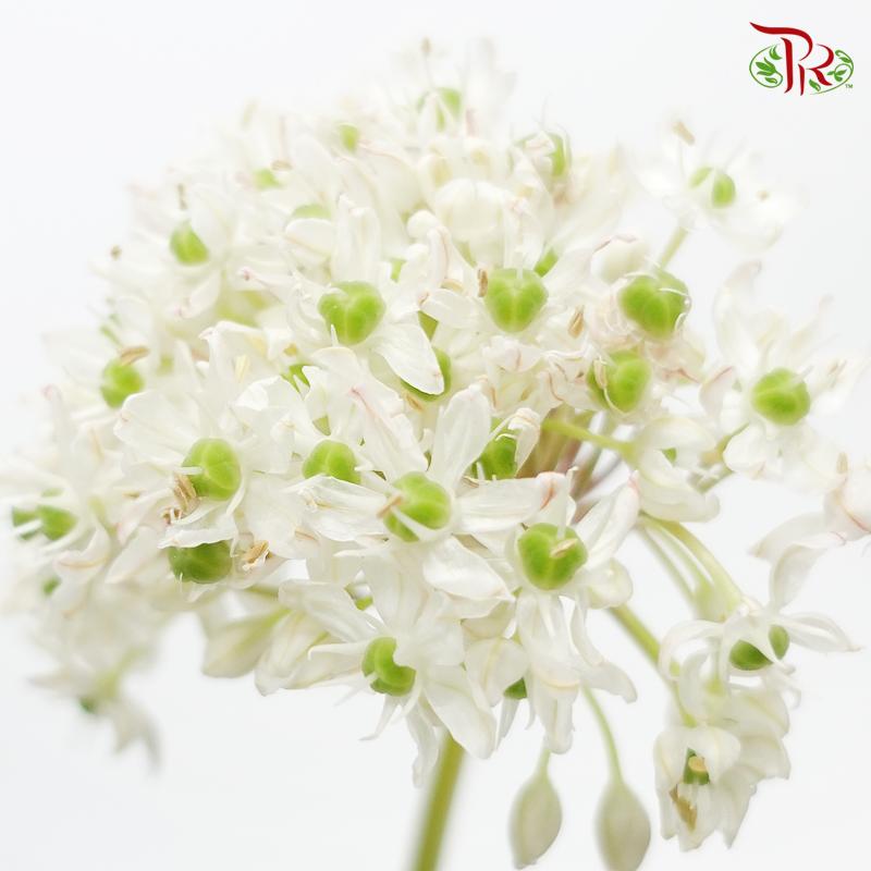Allium Nigrum- (5 Stems)-White-Netherland-prflorist.com.my