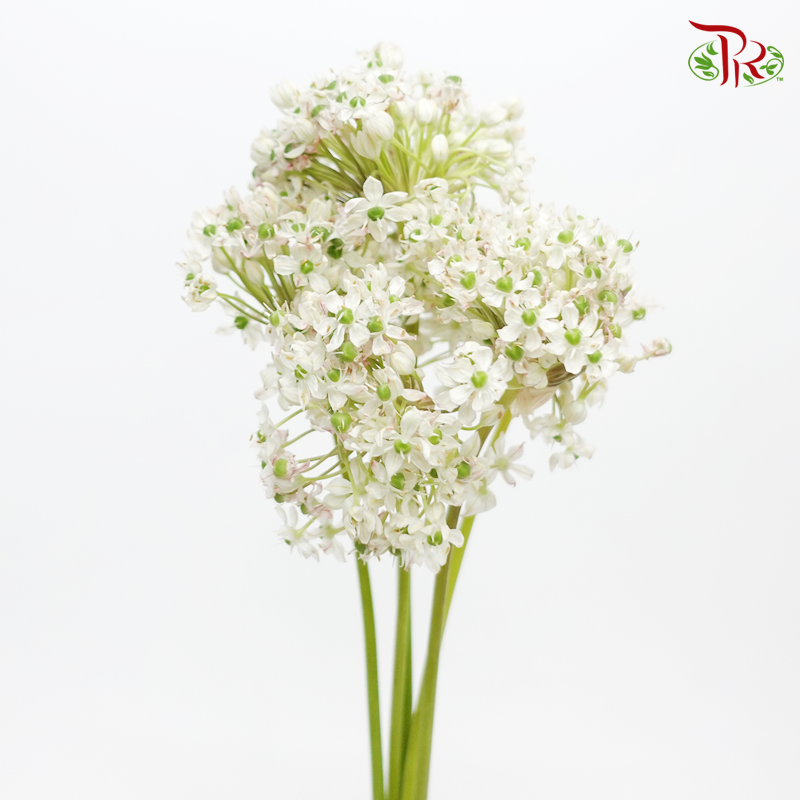 Allium Nigrum- (5 Stems)-White-Netherland-prflorist.com.my
