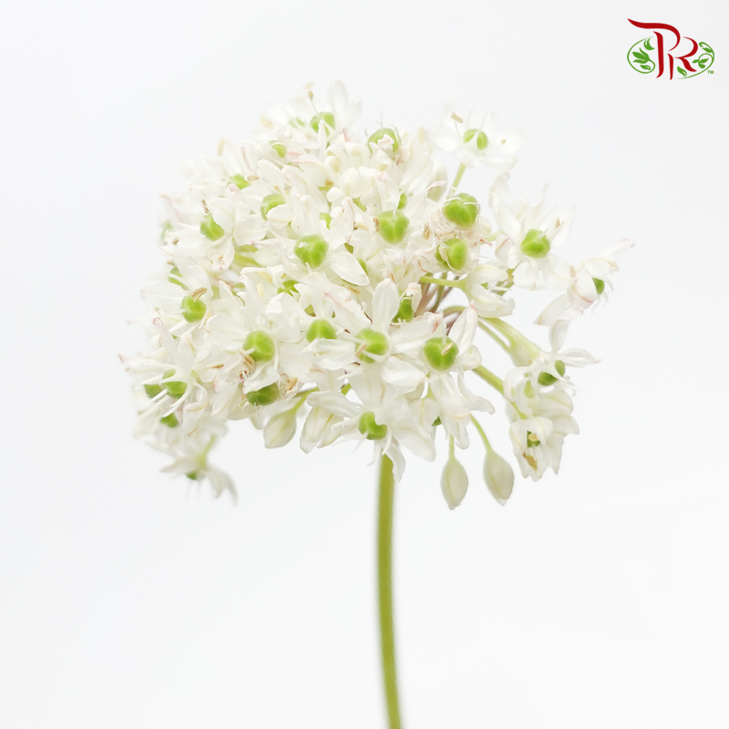 Allium Nigrum- (5 Stems)-White-Netherland-prflorist.com.my