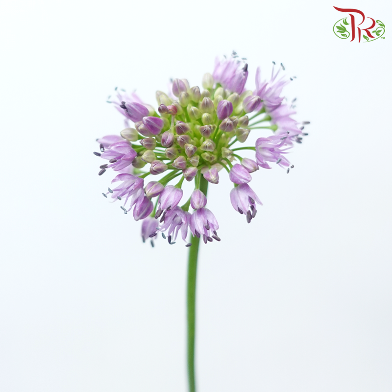 Allium Senescens (5 Stems)-Netherland-prflorist.com.my