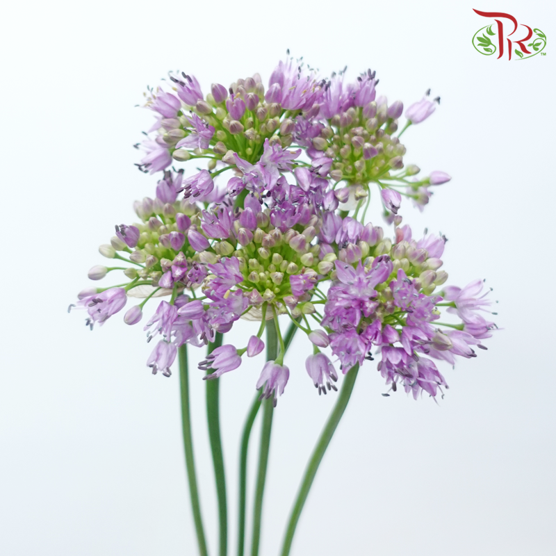 Allium Senescens (5 Stems)-Netherland-prflorist.com.my