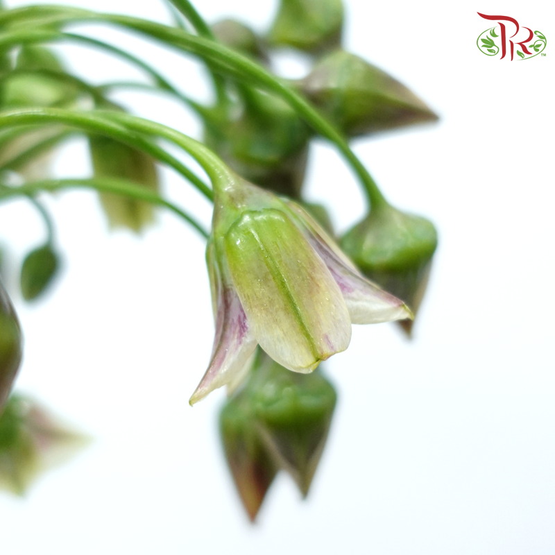 Allium Siculum (5 Stems)-Netherland-prflorist.com.my