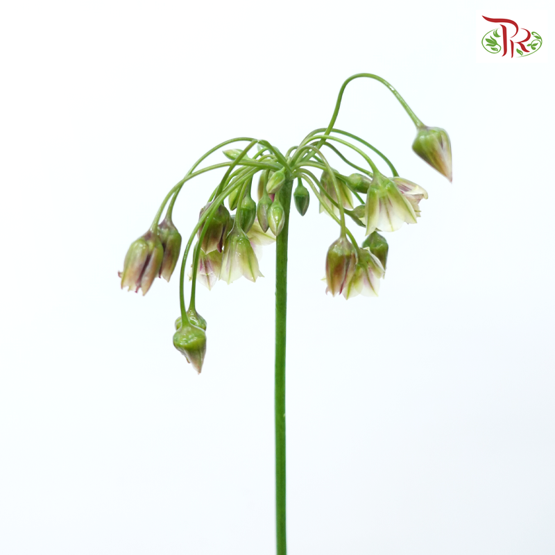 Allium Siculum (5 Stems)-Netherland-prflorist.com.my