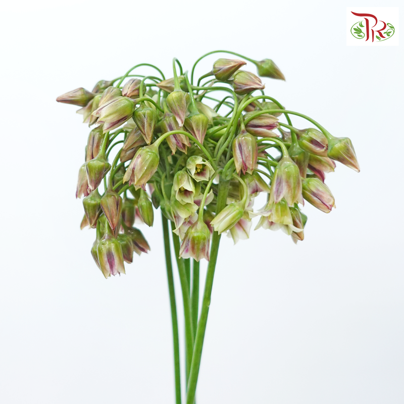 Allium Siculum (5 Stems)-Netherland-prflorist.com.my