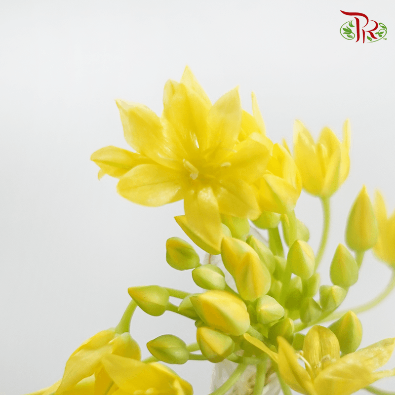Allium Spray Jeannine Small - 5 Stems-Yellow-Netherland-prflorist.com.my