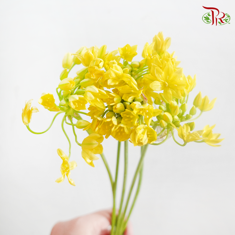 Allium Spray Jeannine Small - 5 Stems-Yellow-Netherland-prflorist.com.my