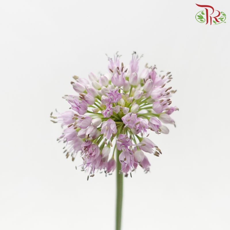 Allium Summer Beauty - Lilac (5 Stems)-Lilac-Japan-prflorist.com.my
