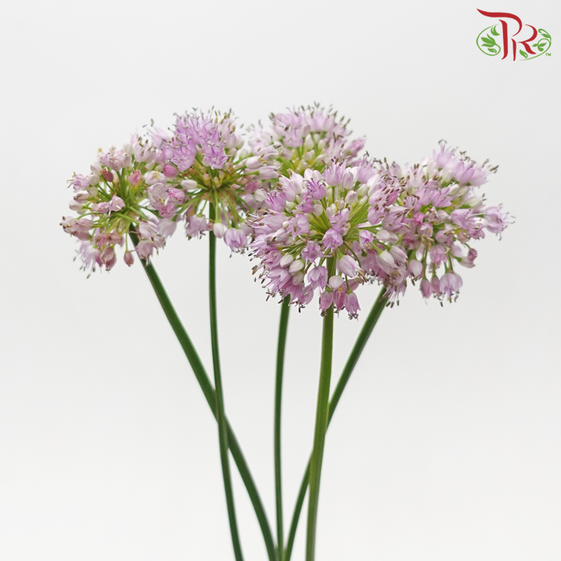 Allium Summer Beauty - Lilac (5 Stems)-Lilac-Japan-prflorist.com.my