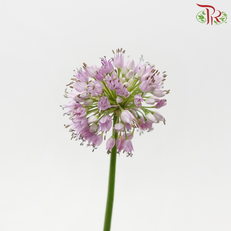 Allium Summer Beauty - Lilac (5 Stems)-Lilac-Japan-prflorist.com.my