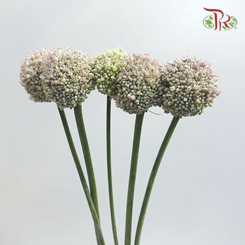 Allium White - (5 Stems)-White-Netherland-prflorist.com.my