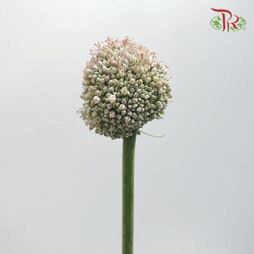 Allium White - (5 Stems)-White-Netherland-prflorist.com.my