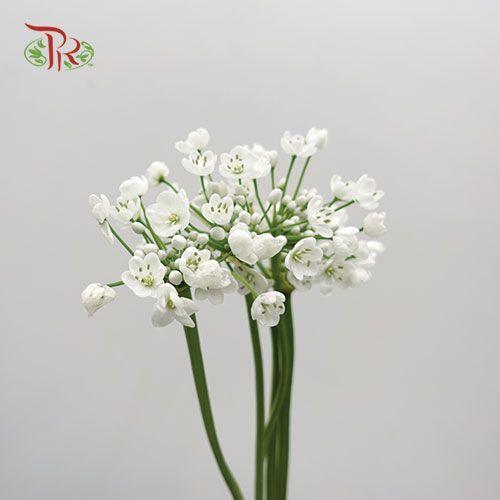 Allium White Small - (5 Stems)-White-Netherland-prflorist.com.my