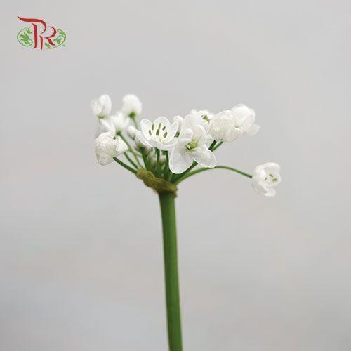 Allium White Small - (5 Stems)-White-Netherland-prflorist.com.my