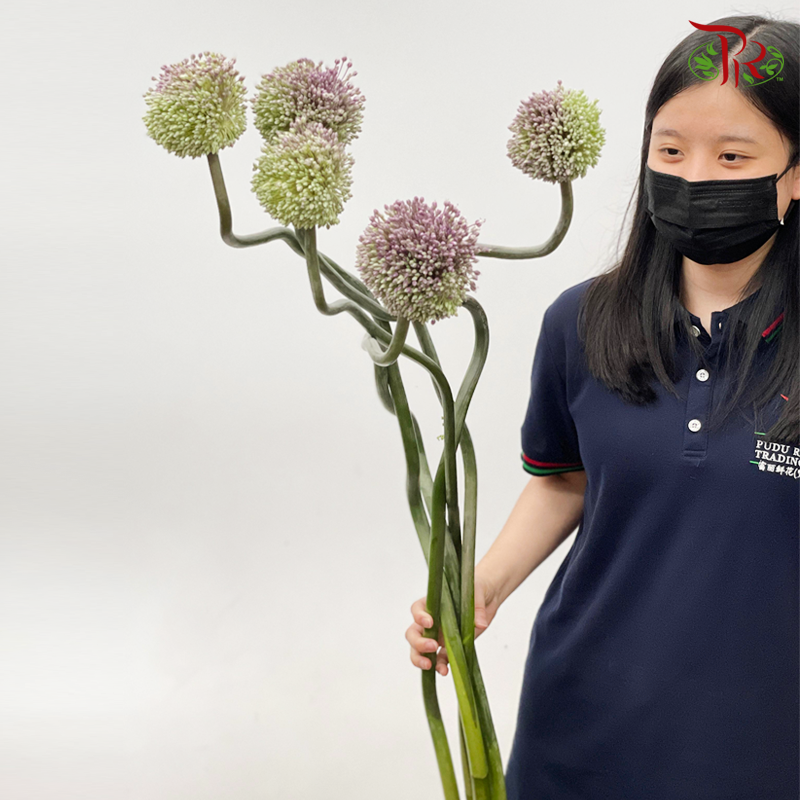 Allium《大花葱》