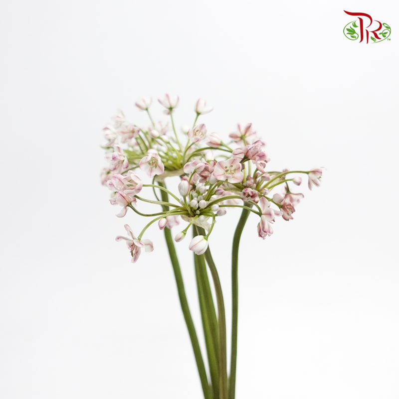 Allium White Pink Small - (5 Stems) - Pudu Ria Florist