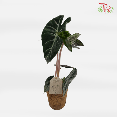 Alocasia Pink Dragon 《粉紅龍海芋》-Pudu Ria Florist-prflorist.com.my