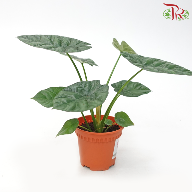 Alocasia Sinuata《魔镜海芋》-Pudu Ria Florist-prflorist.com.my
