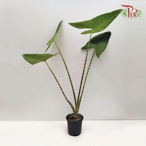 Alocasia Zebrina《斑马海芋》- (80cm)-Pudu Ria Florist-prflorist.com.my