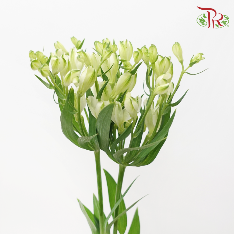 Alstroemeria - (2 Stems)-Japan-prflorist.com.my